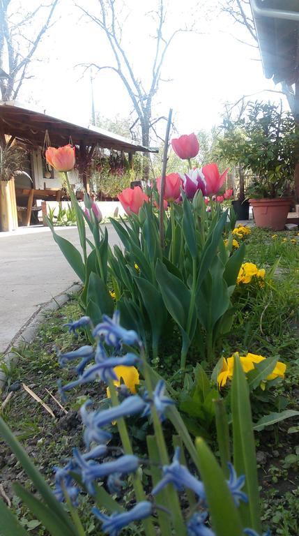 Farm Stay Lackovic Bilje Zewnętrze zdjęcie