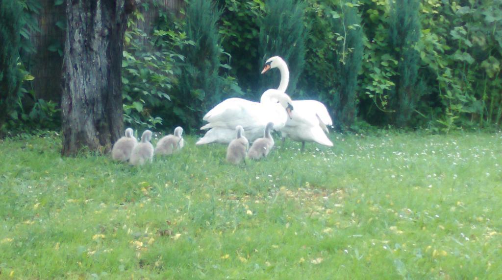Farm Stay Lackovic Bilje Zewnętrze zdjęcie