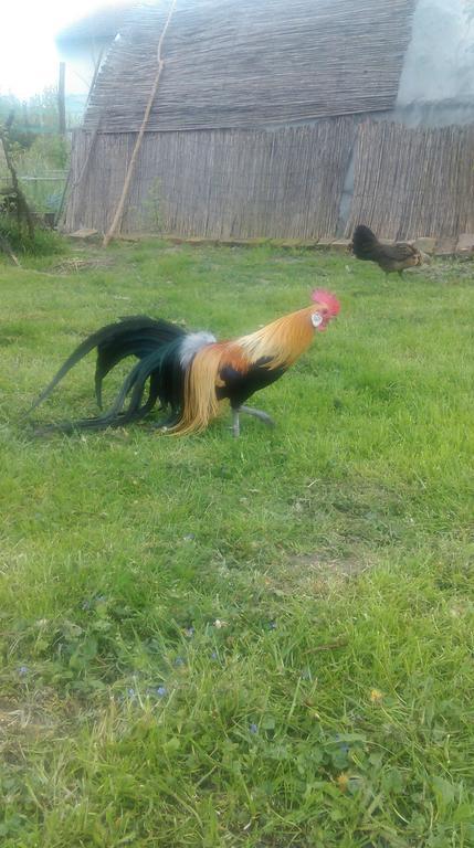 Farm Stay Lackovic Bilje Zewnętrze zdjęcie